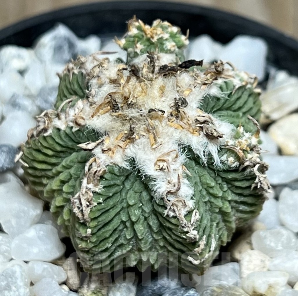 SHPR19077 Aztekium ritteri VM 1077, clone 03, Montemorelos, Nuevo Leon, Mexico, grafted