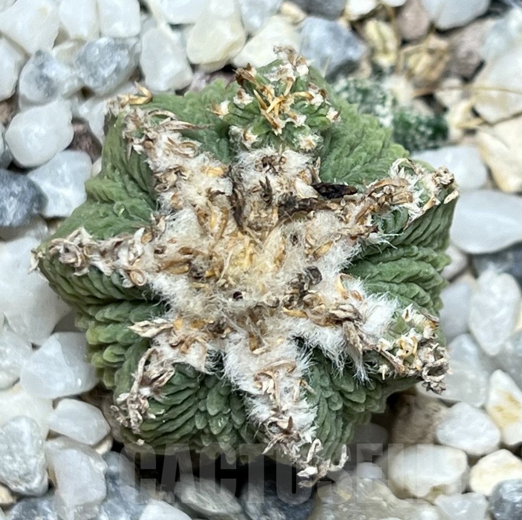 SHPR19077 Aztekium ritteri VM 1077, clone 03, Montemorelos, Nuevo Leon, Mexico, grafted – Image 2