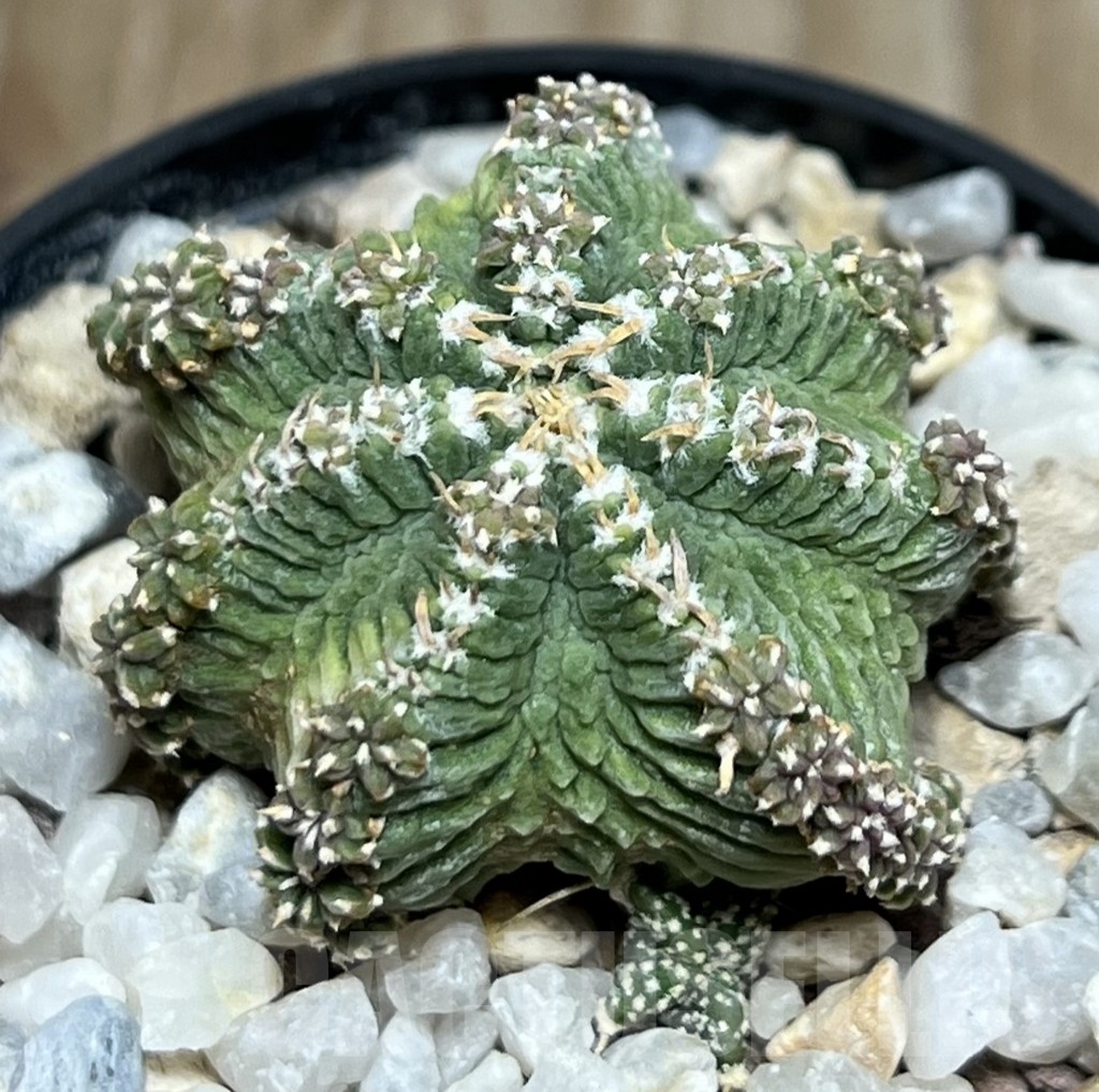 SHPR19078 Aztekium ritteri VM 1077, clone 06, Montemorelos, Nuevo Leon, Mexico, grafted