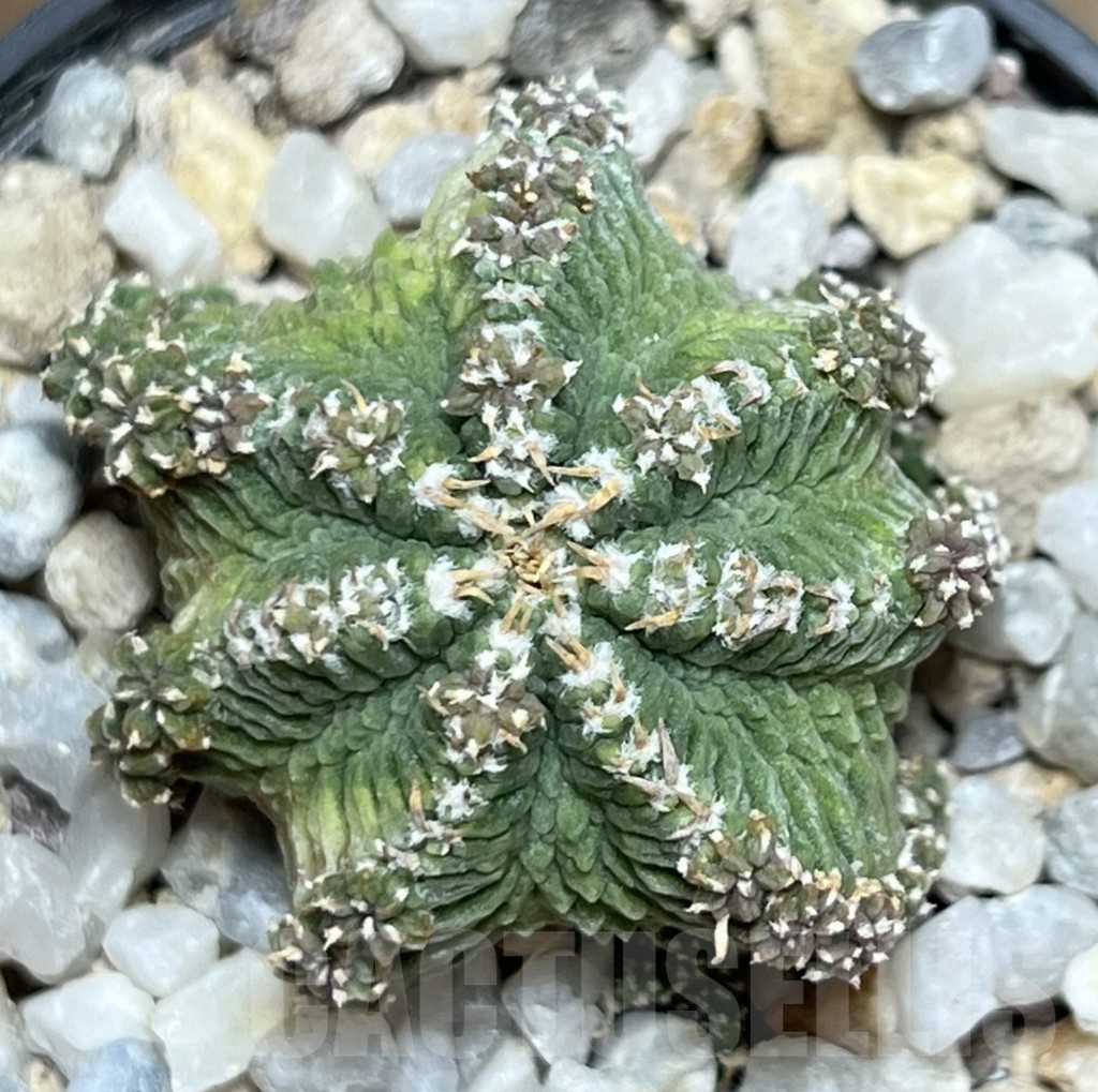 SHPR19078 Aztekium ritteri VM 1077, clone 06, Montemorelos, Nuevo Leon, Mexico, grafted - Image 2