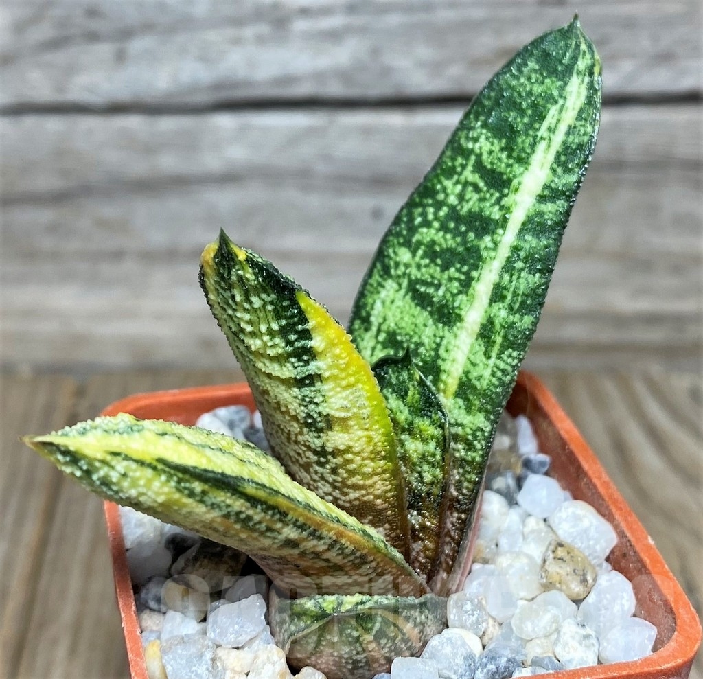 SHPR18528 Gasteria batesiana f. variegata, yellow – Image 2
