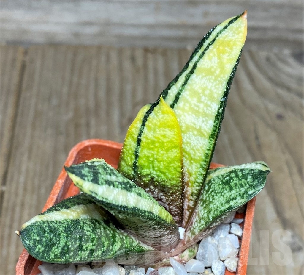 SHPR18530 Gasteria batesiana f. variegata, yellow