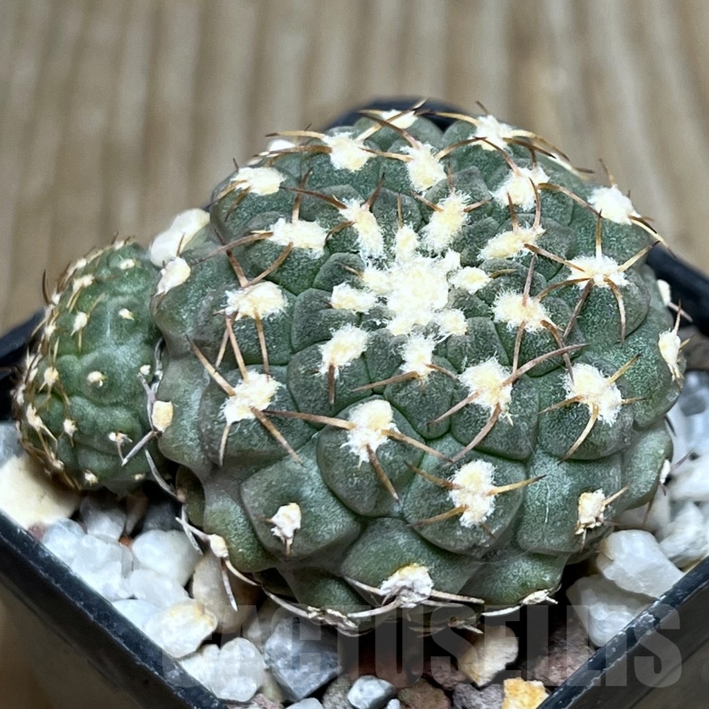 SHPR19080 Thelocephala glabrescens AW 253, Totoral – Caleta de Los Burros A 5388, Chile