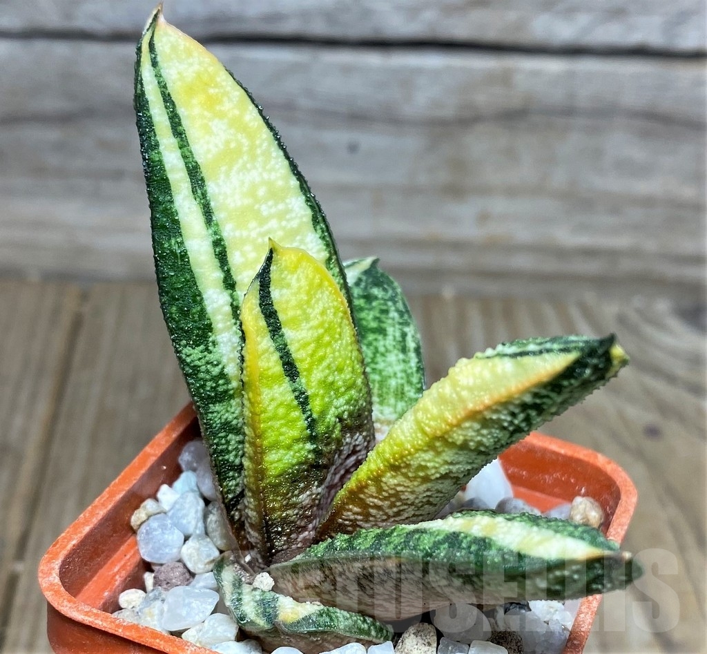 SHPR18530 Gasteria batesiana f. variegata, yellow - Image 2