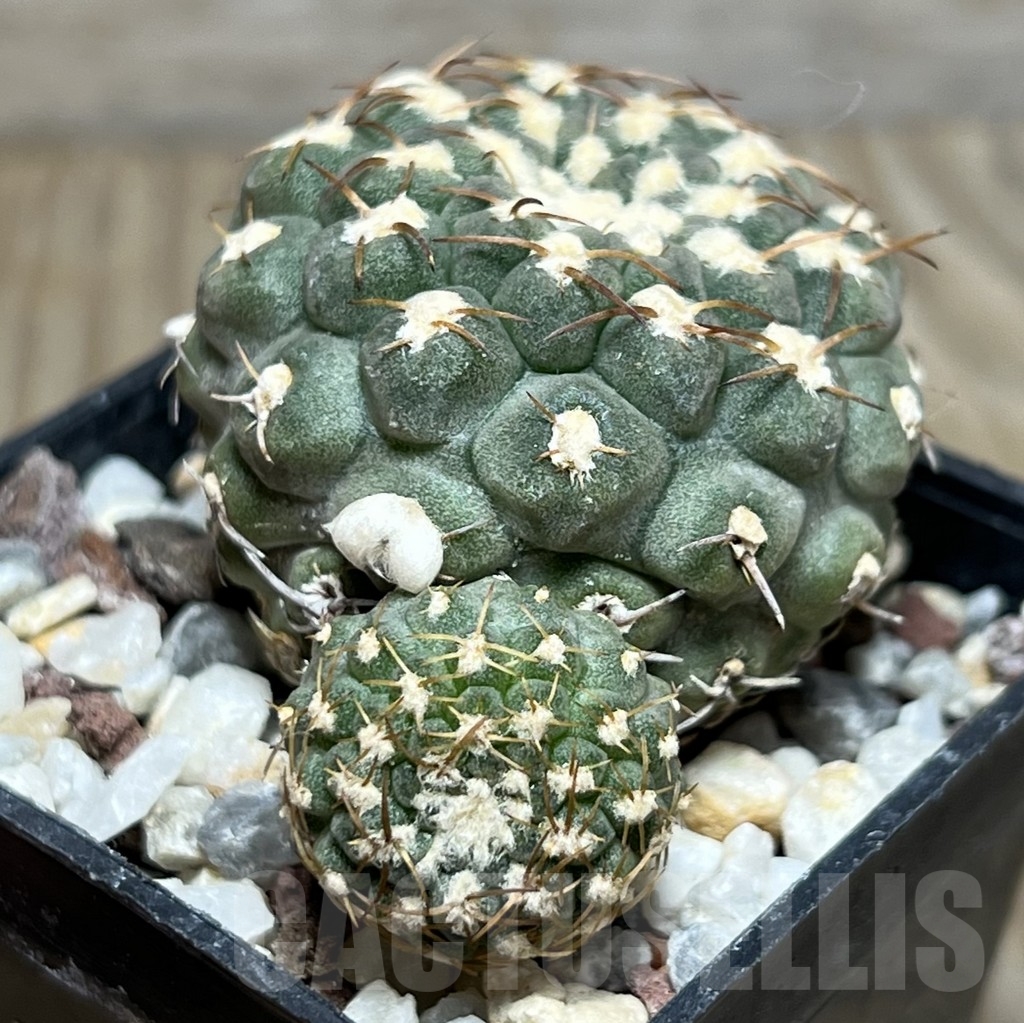 SHPR19080 Thelocephala glabrescens AW 253, Totoral – Caleta de Los Burros A 5388, Chile – Bild 2