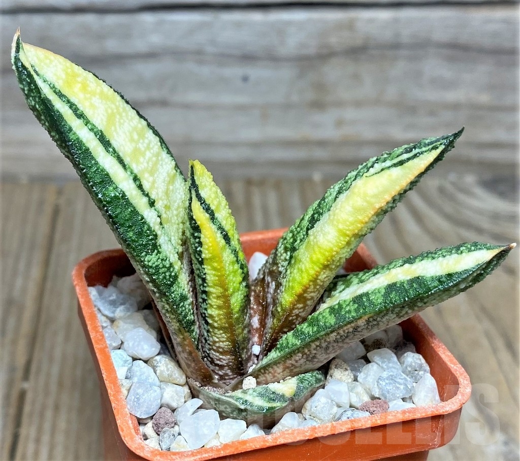 SHPR18530 Gasteria batesiana f. variegata, yellow - Image 3