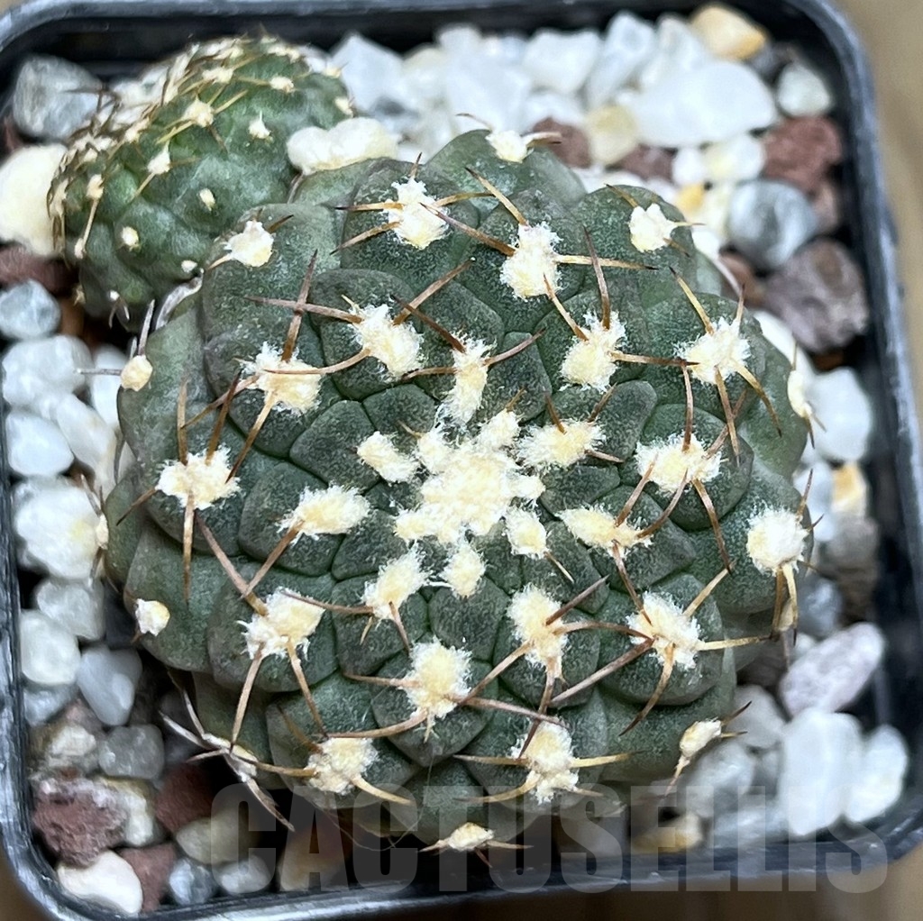 SHPR19080 Thelocephala glabrescens AW 253, Totoral – Caleta de Los Burros A 5388, Chile – Bild 3