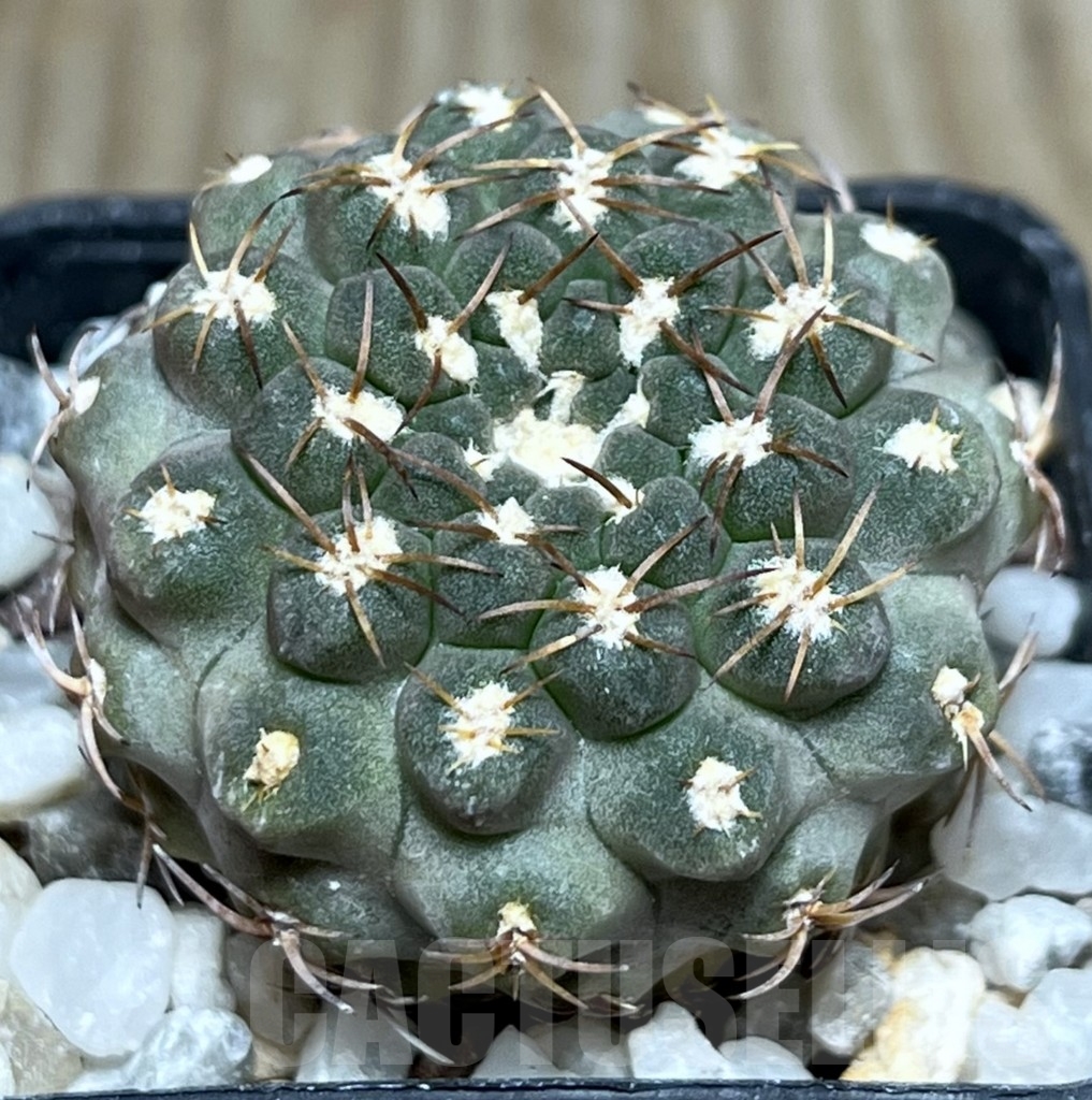 SHPR19081 Thelocephala glabrescens AW 253, Totoral – Caleta de Los Burros A 5388, Chile