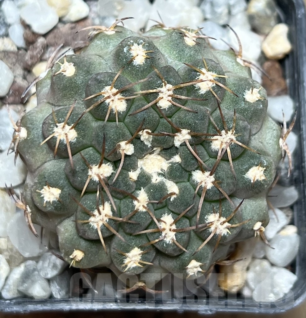 SHPR19081 Thelocephala glabrescens AW 253, Totoral – Caleta de Los Burros A 5388, Chile – Bild 2