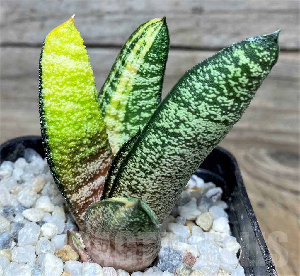 SHPR18532 Gasteria batesiana f. variegata, yellow - Image 2
