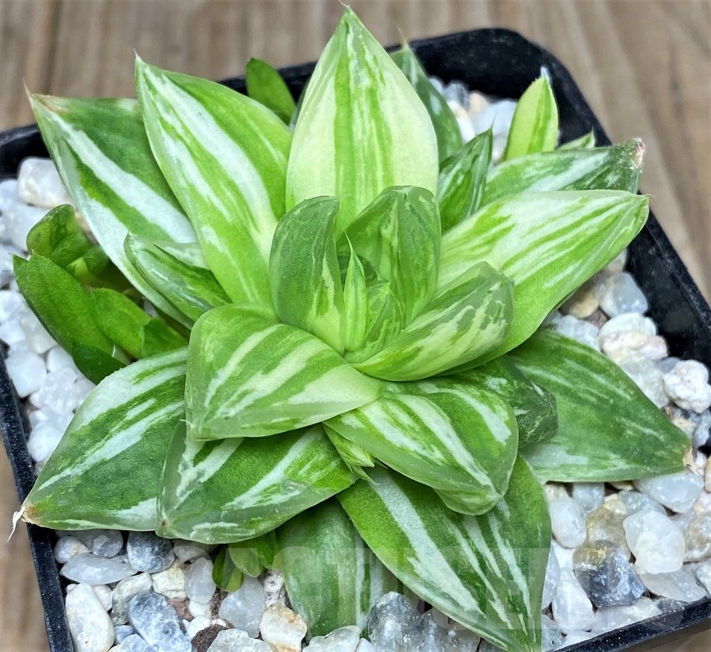 SHPR18533 Haworthia cymbiformis f. variegata