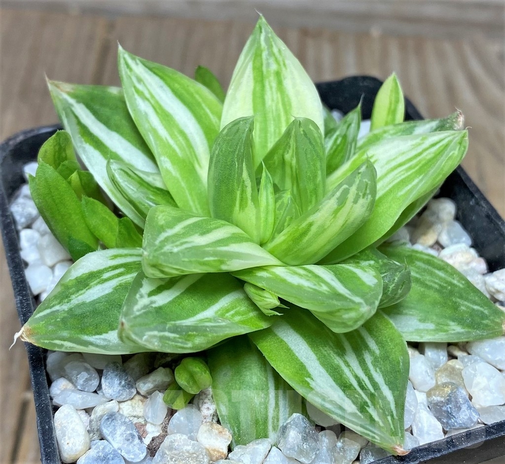 SHPR18533 Haworthia cymbiformis f. variegata - Image 2