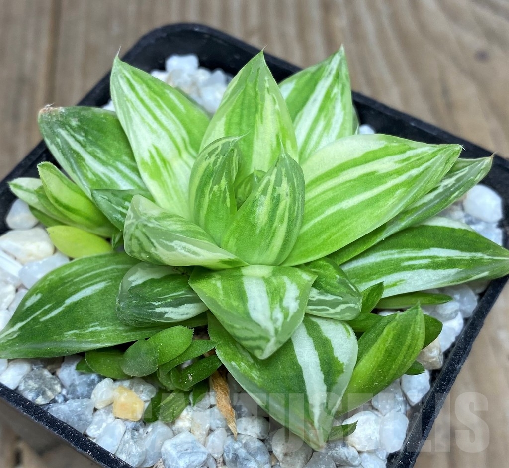 SHPR18533 Haworthia cymbiformis f. variegata - Image 3