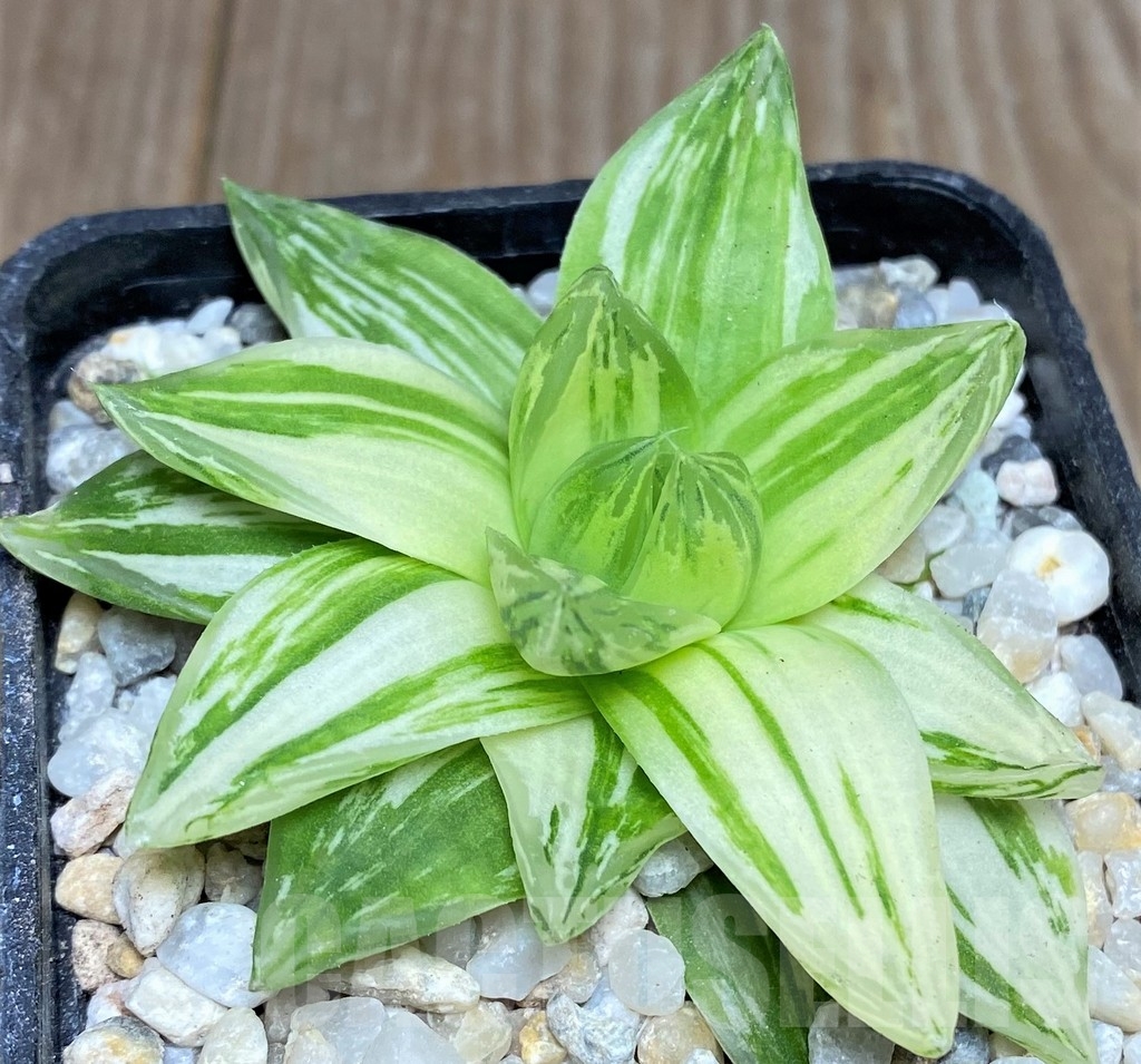SHPR18534 Haworthia cymbiformis f. variegata - Image 2