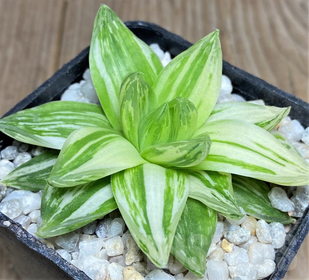 SHPR18534 Haworthia cymbiformis f. variegata
