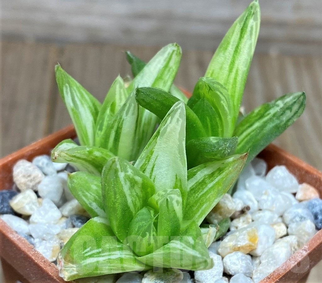 SHPR18535 Haworthia cymbiformis f. variegata