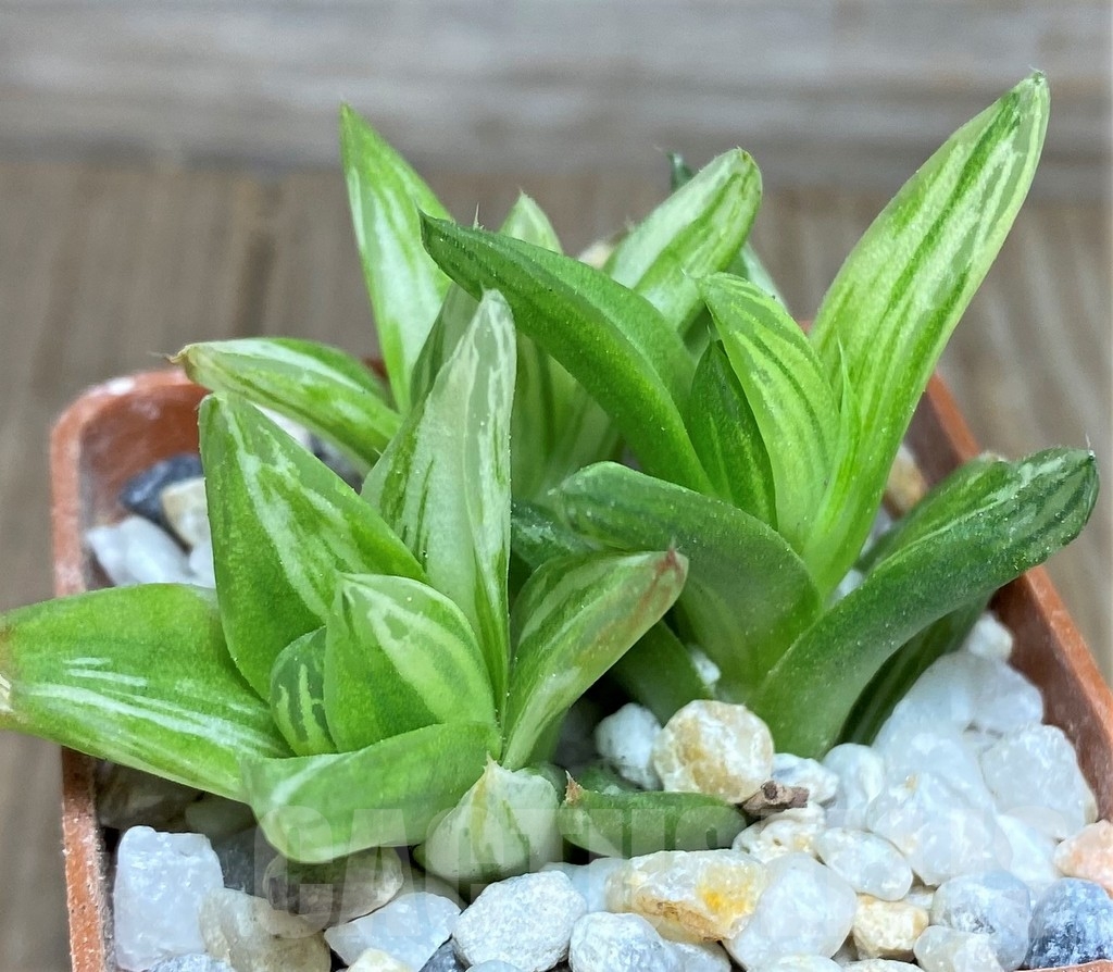 SHPR18535 Haworthia cymbiformis f. variegata - Зображення 2