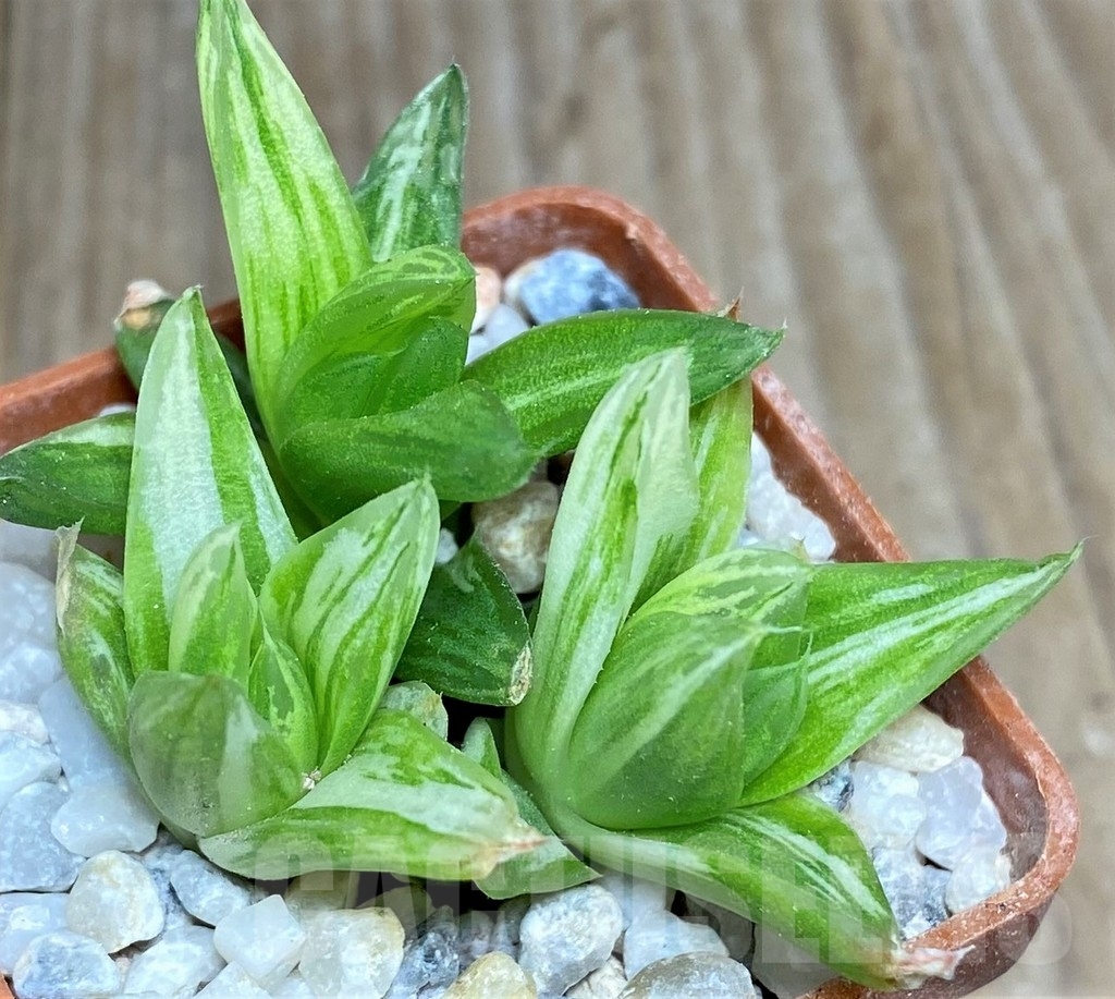 SHPR18535 Haworthia cymbiformis f. variegata - Зображення 3