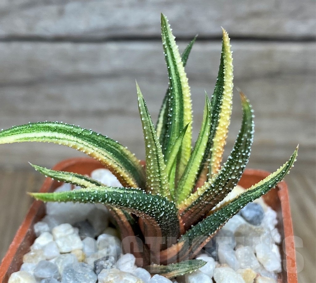SHPR18536 Haworthia radula f. variegata - Зображення 3