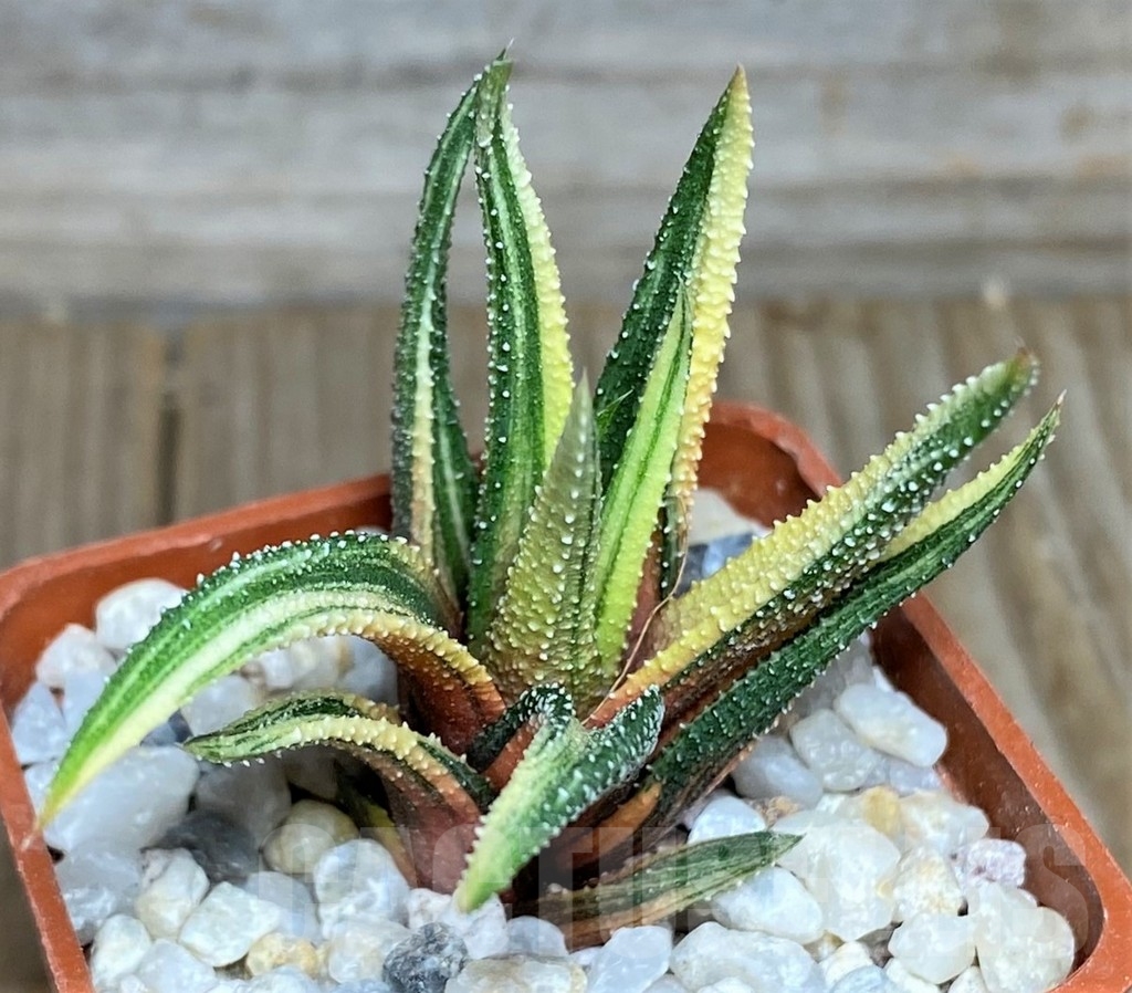 SHPR18536 Haworthia radula f. variegata - Зображення 2