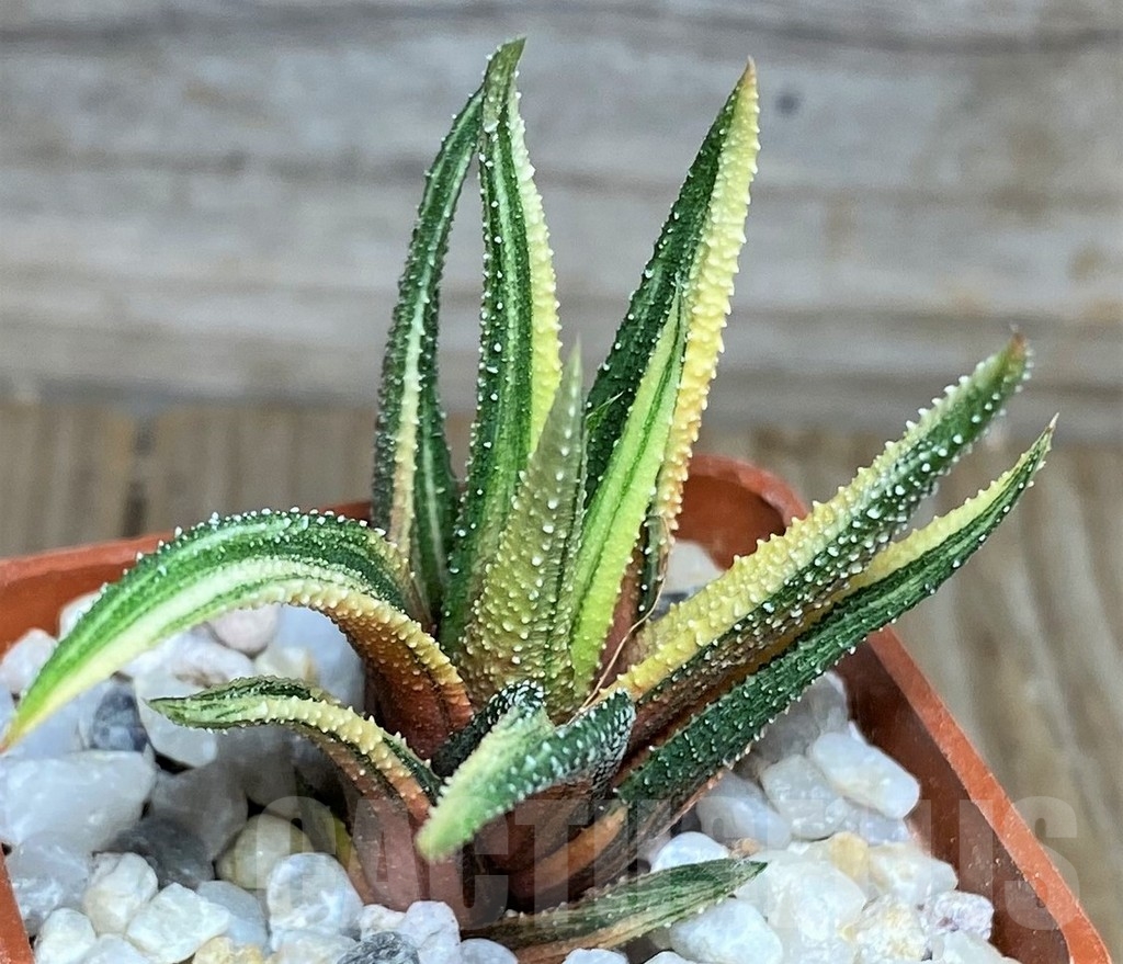 SHPR18536 Haworthia radula f. variegata