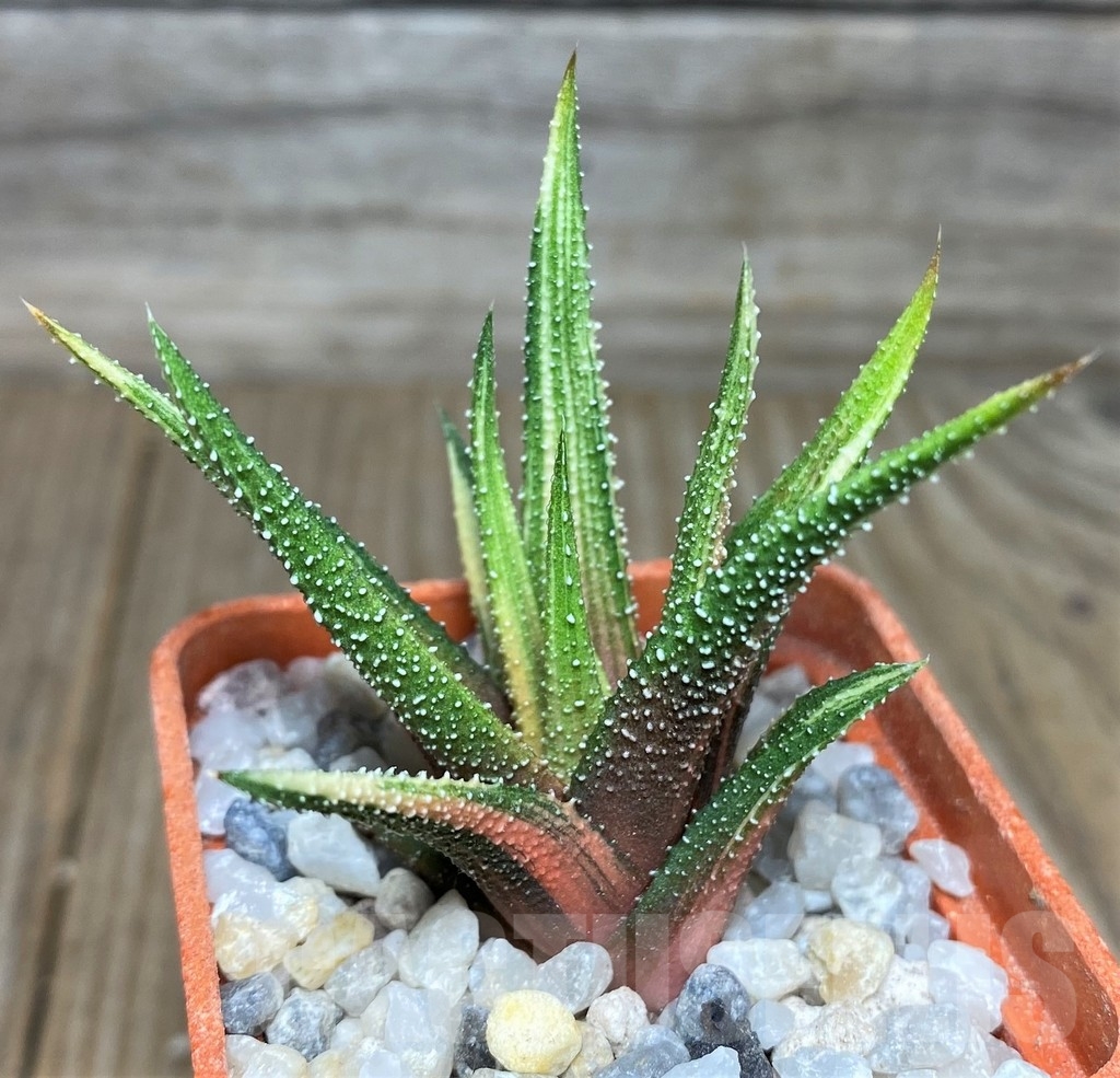 SHPR18537 Haworthia radula f. variegata - Зображення 2