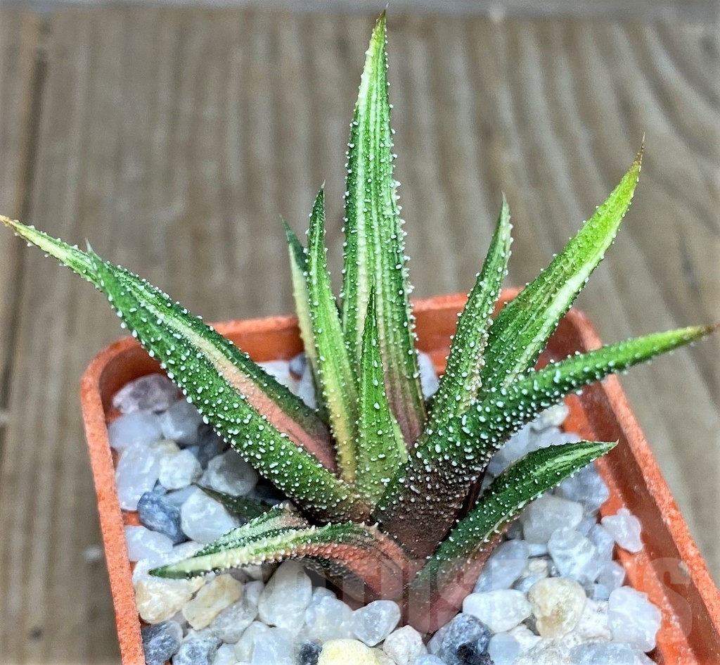 SHPR18537 Haworthia radula f. variegata - Зображення 3