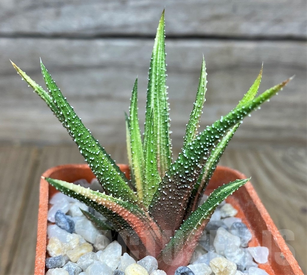 SHPR18537 Haworthia radula f. variegata