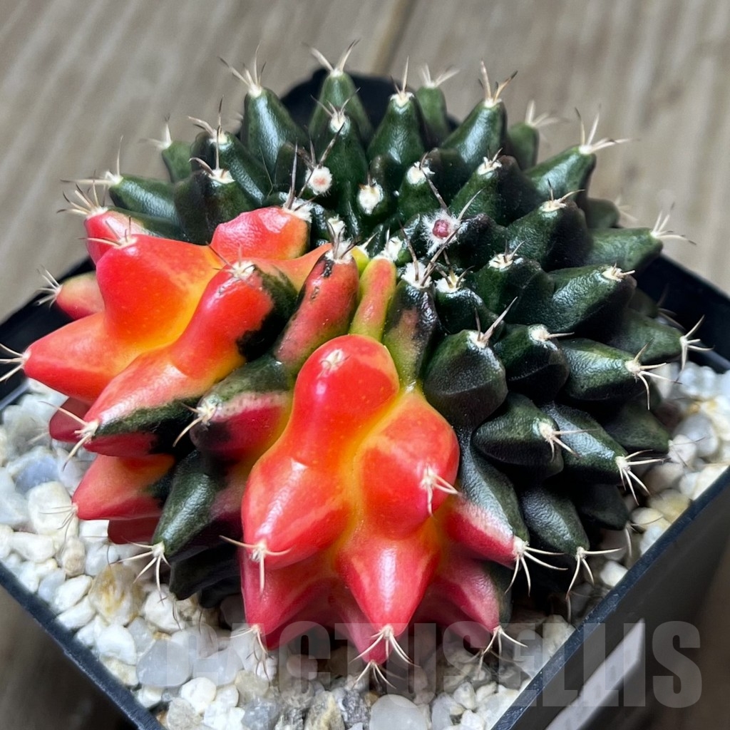 SHPR19111 Gymnocalycium mihanovichii hybrid ‘inermis’ variegata f. cristata