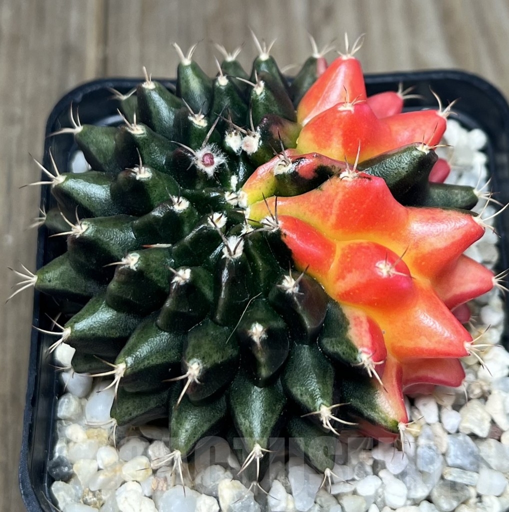 SHPR19111 Gymnocalycium mihanovichii hybrid ‘inermis’ variegata f. cristata - Image 2