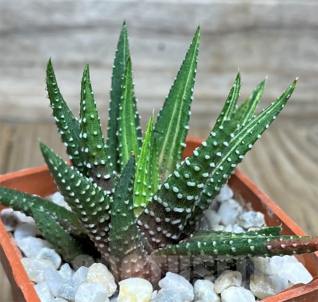 SHPR18539 Haworthia pumila f. variegata