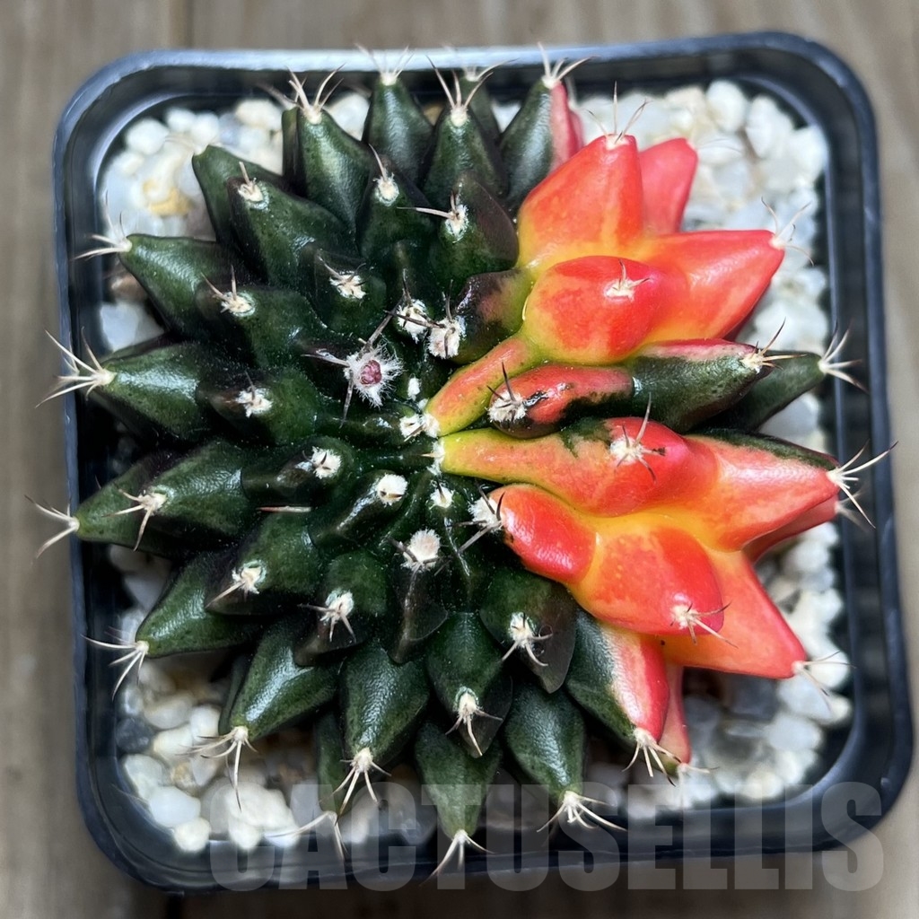 SHPR19111 Gymnocalycium mihanovichii hybrid ‘inermis’ variegata f. cristata - Image 3