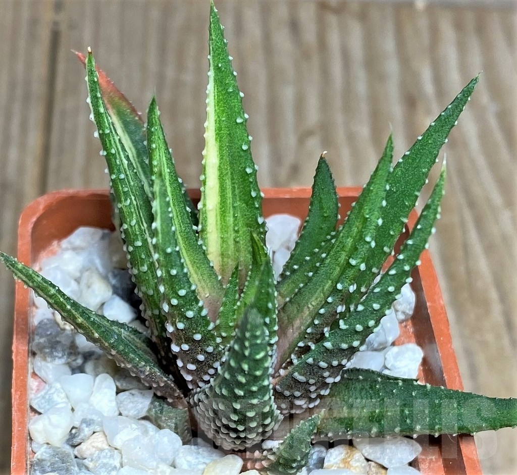 SHPR18539 Haworthia pumila f. variegata - Зображення 2
