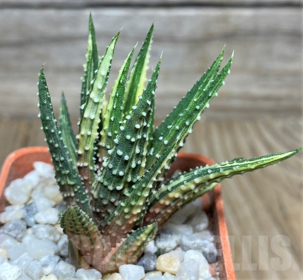 SHPR18541 Haworthia pumila f. variegata - Obrázek 2