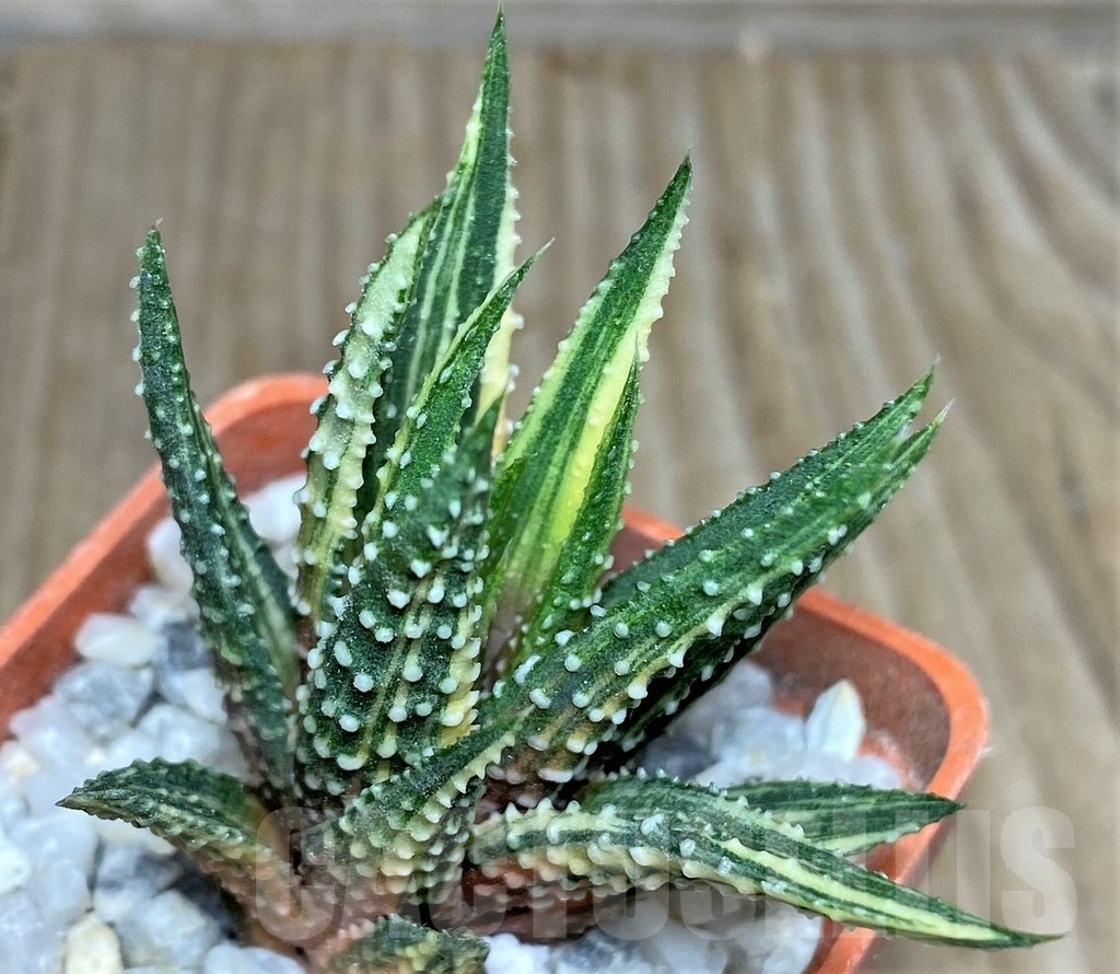 SHPR18541 Haworthia pumila f. variegata