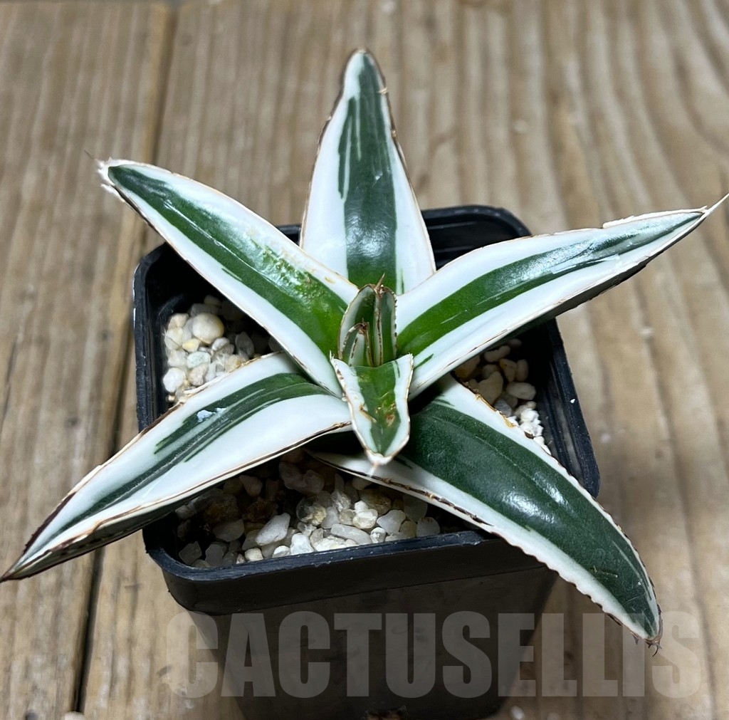 SHPR19113 Agave victoriae-reginae ‘White Rhino’