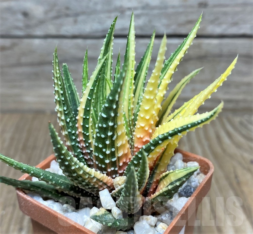 SHPR18542 Haworthia pumila f. variegata - Image 2