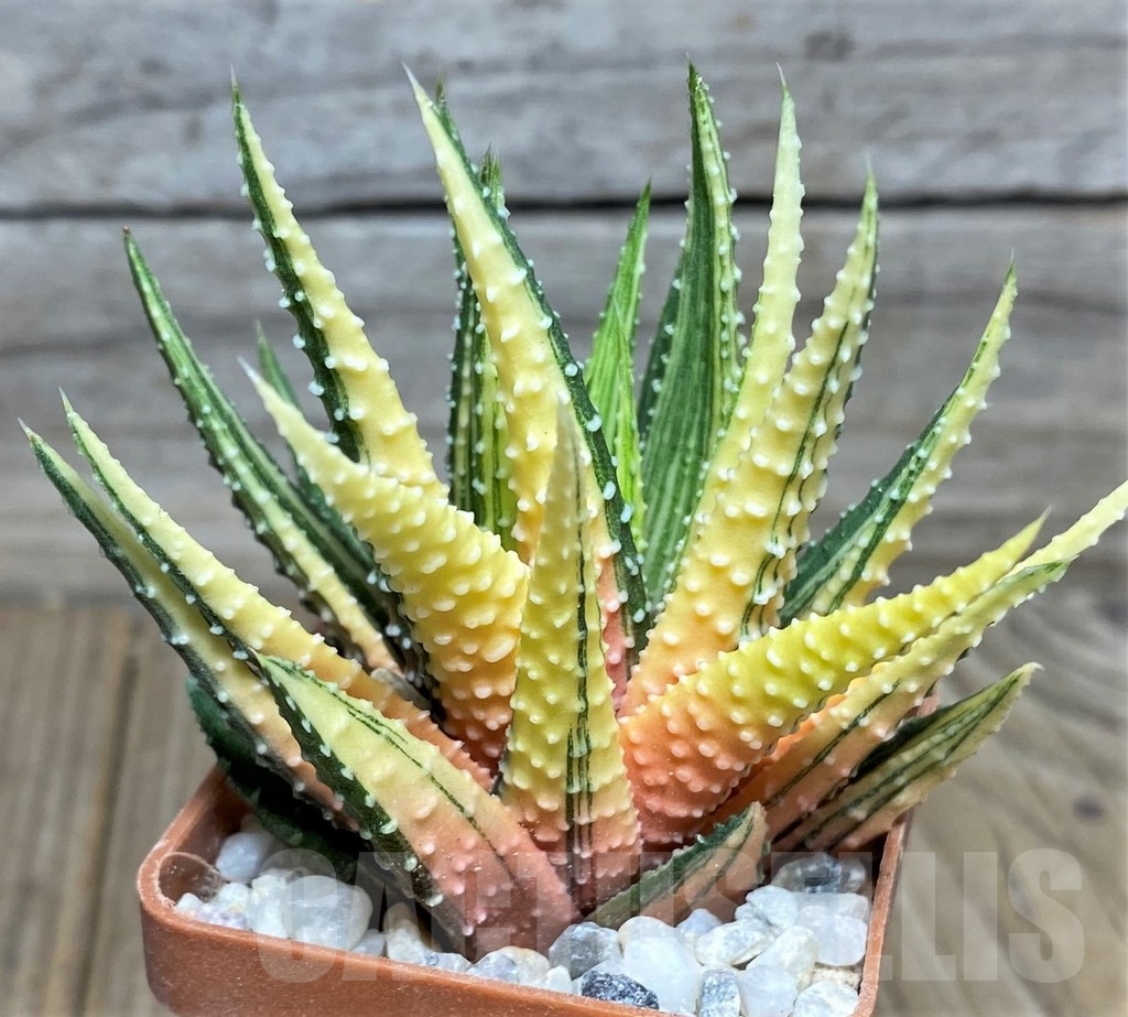 SHPR18542 Haworthia pumila f. variegata