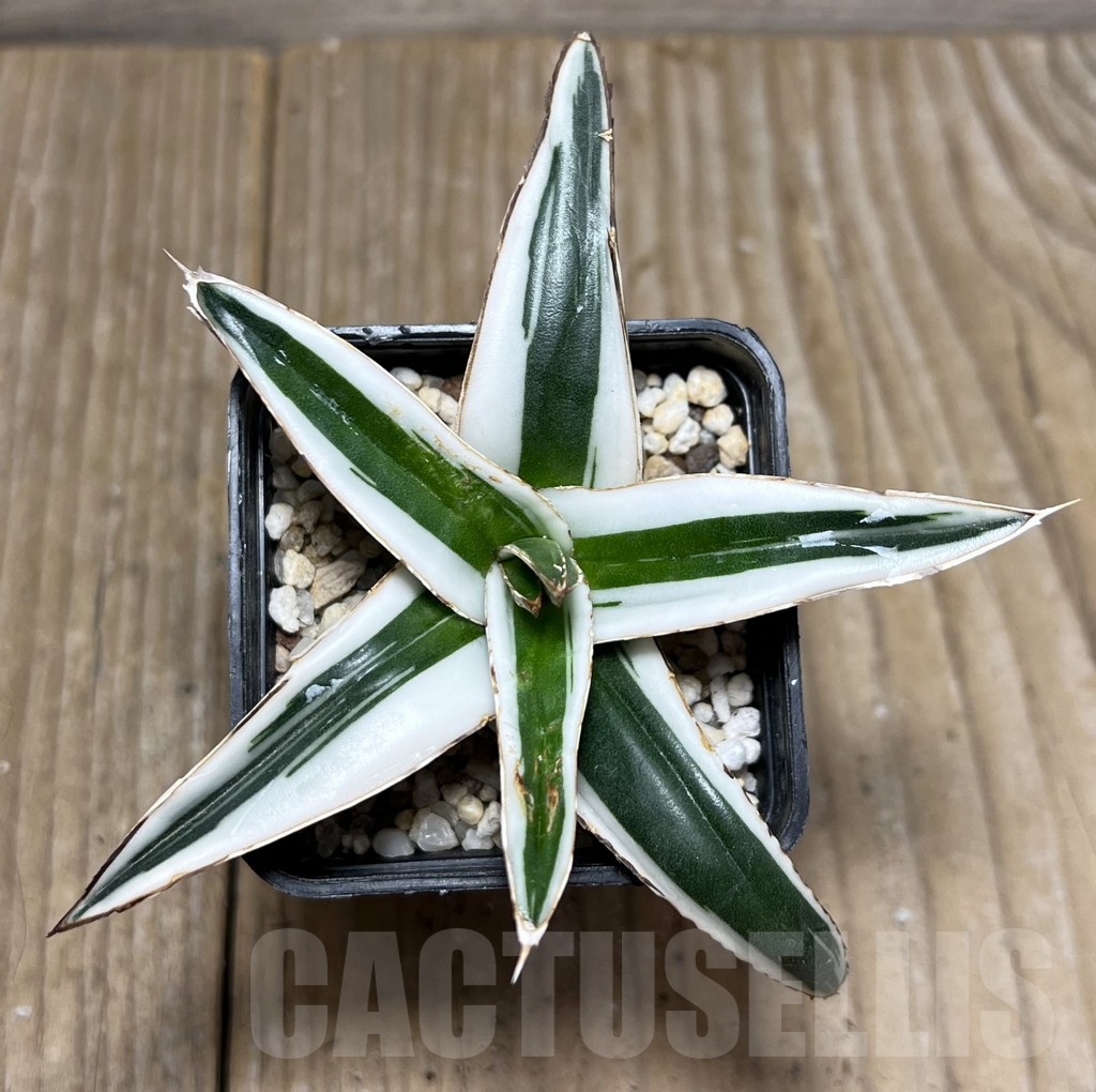 SHPR19113 Agave victoriae-reginae ‘White Rhino’ - 画像 (2)