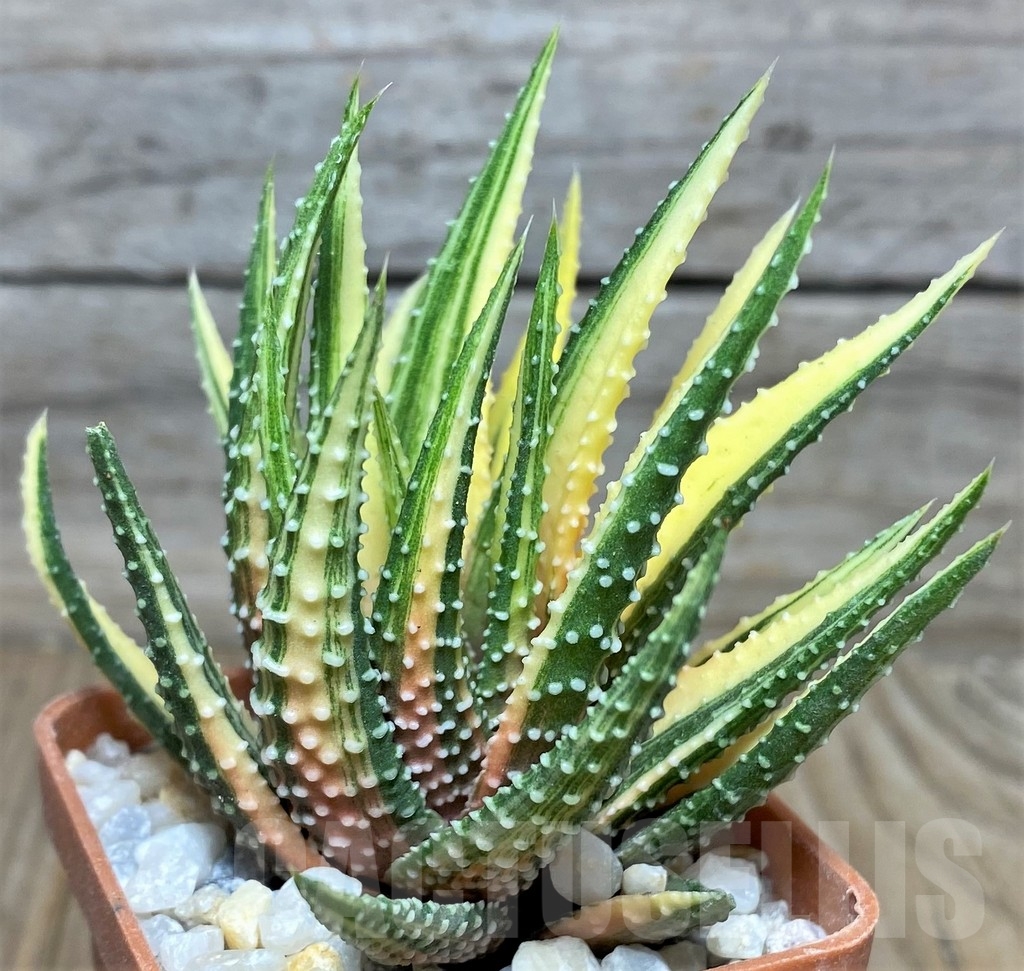 SHPR18542 Haworthia pumila f. variegata - Image 3
