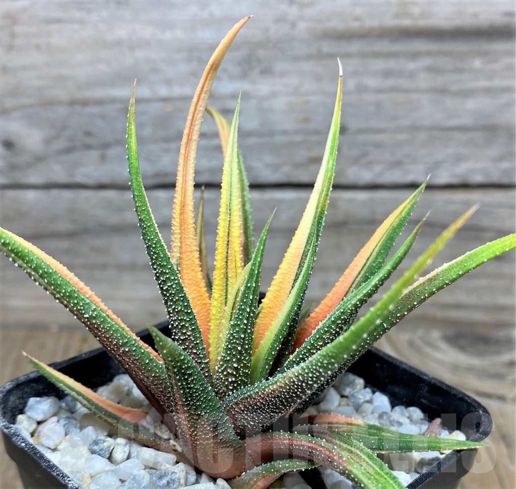 SHPR18543 Haworthia radula f. variegata - Image 2