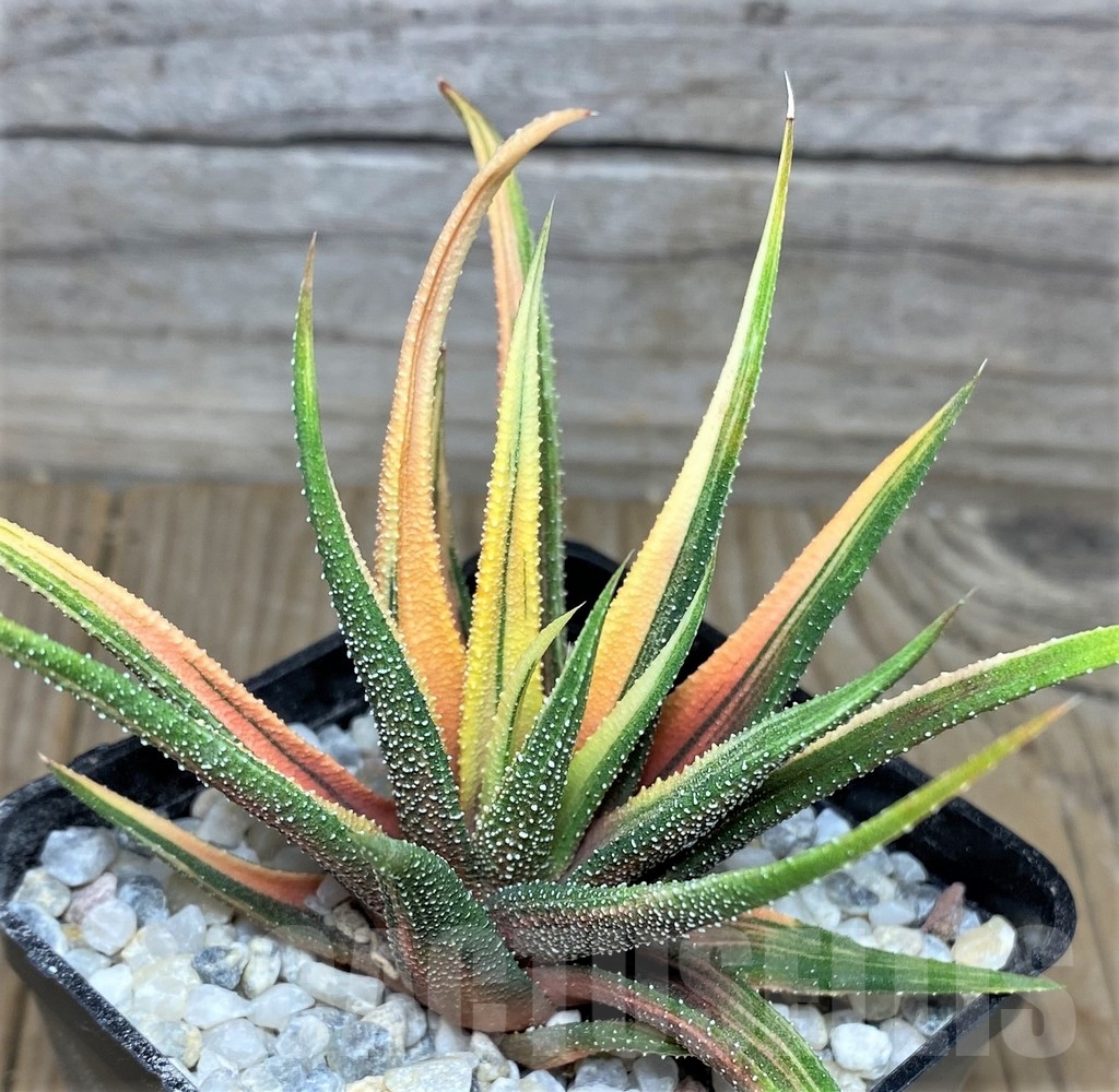 SHPR18543 Haworthia radula f. variegata