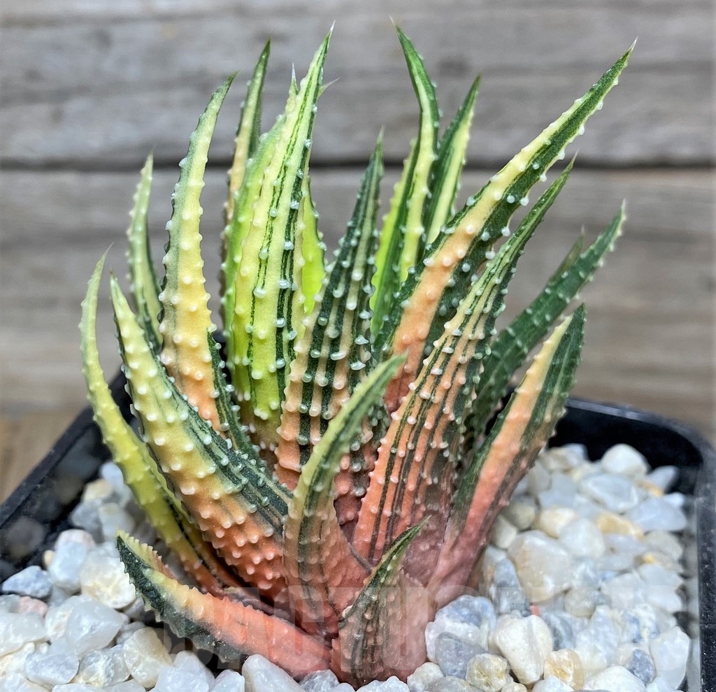 SHPR18544 Haworthia pumila f. variegata