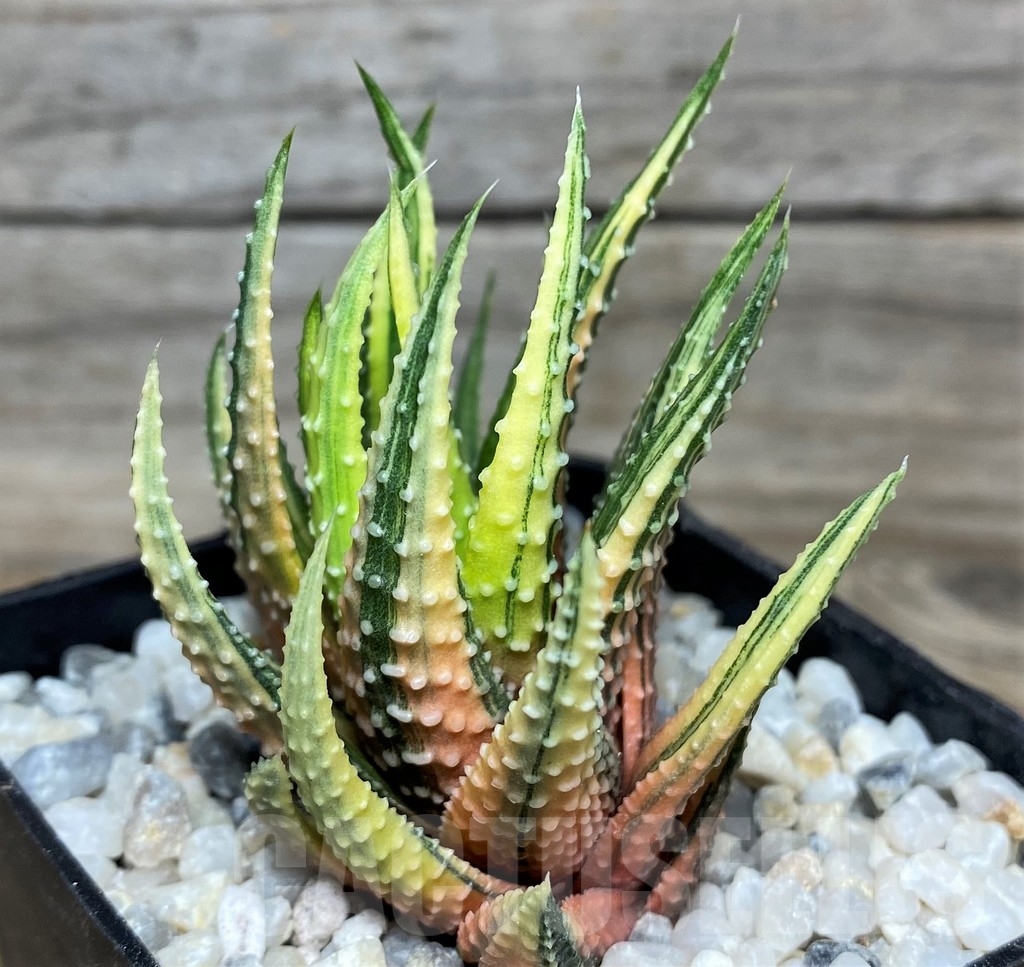 SHPR18544 Haworthia pumila f. variegata - Image 2