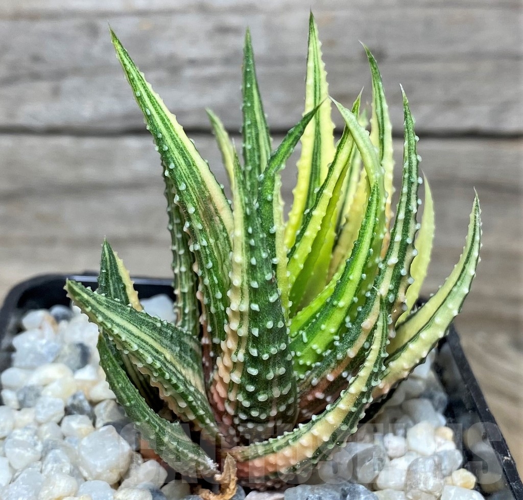SHPR18544 Haworthia pumila f. variegata - Image 3