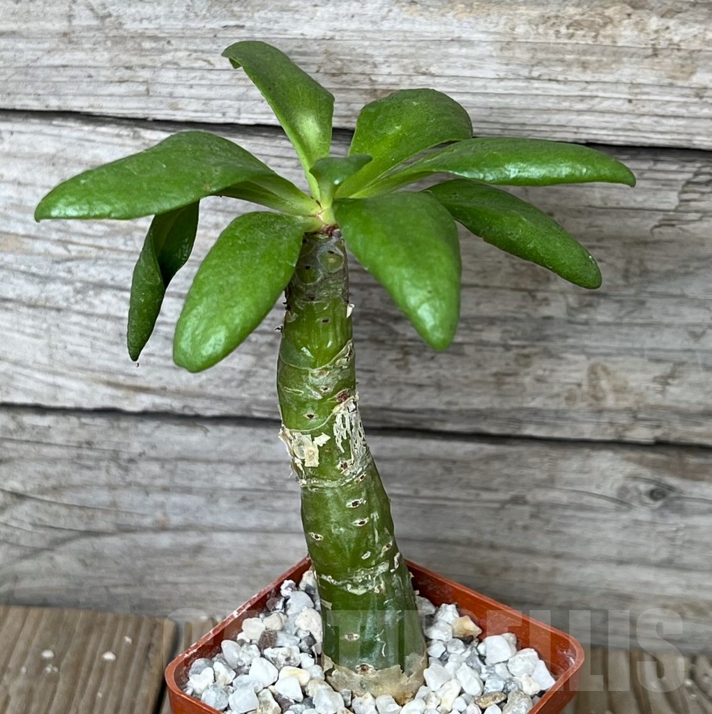 SHPR19121 Tylecodon paniculatus