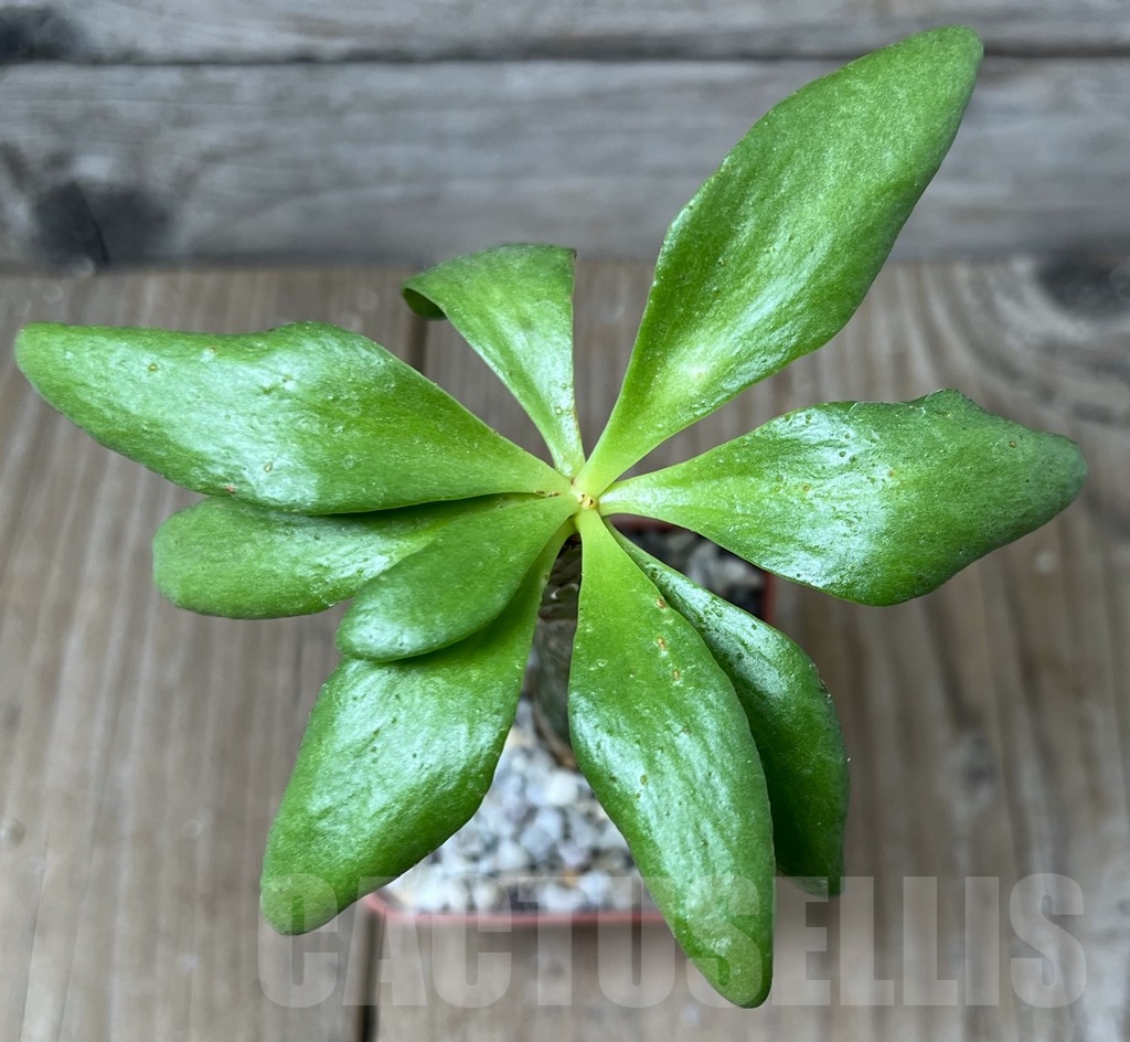 SHPR19121 Tylecodon paniculatus - Image 2