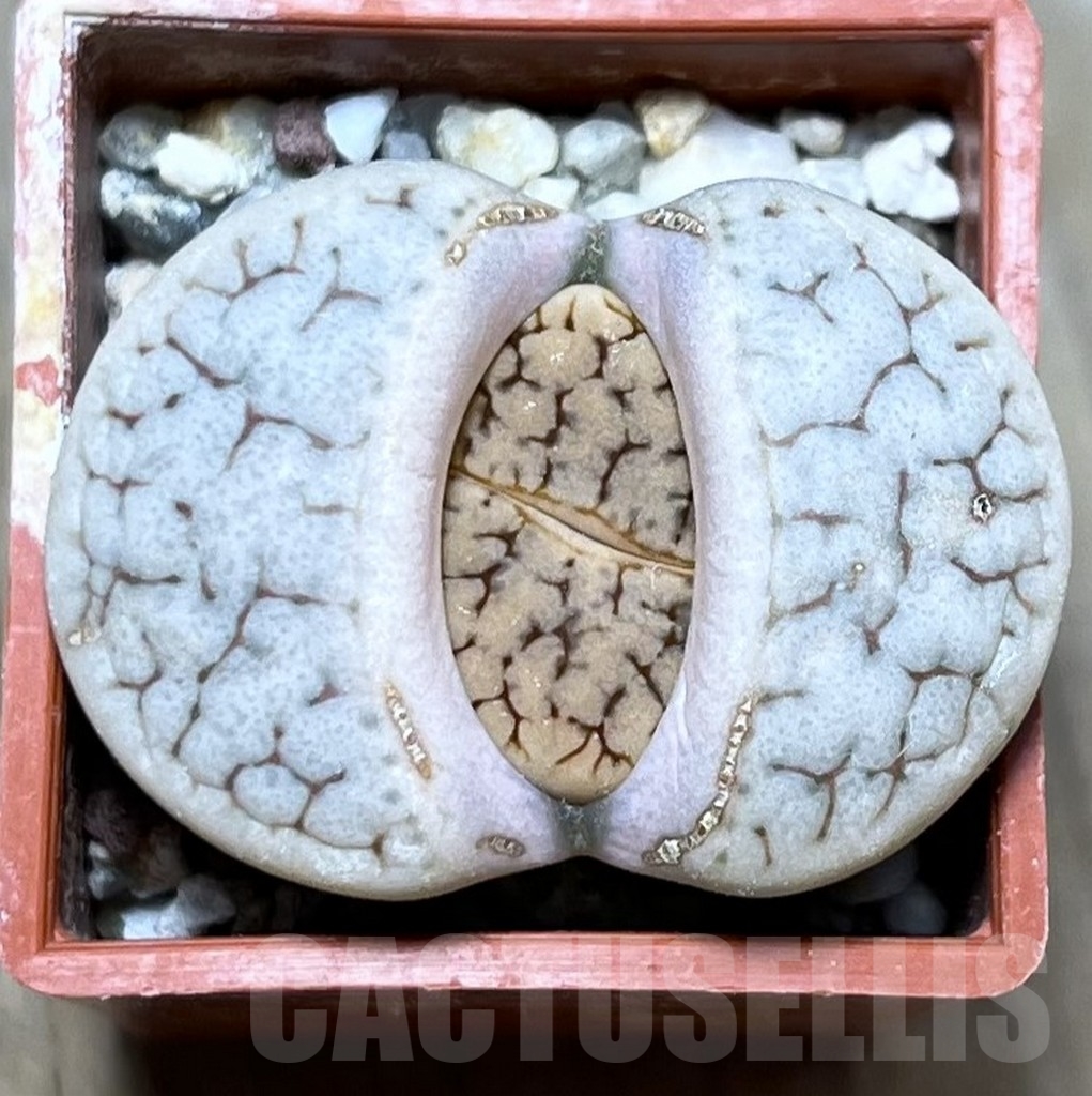 SHPR19124 Lithops gracilidelineata C 309