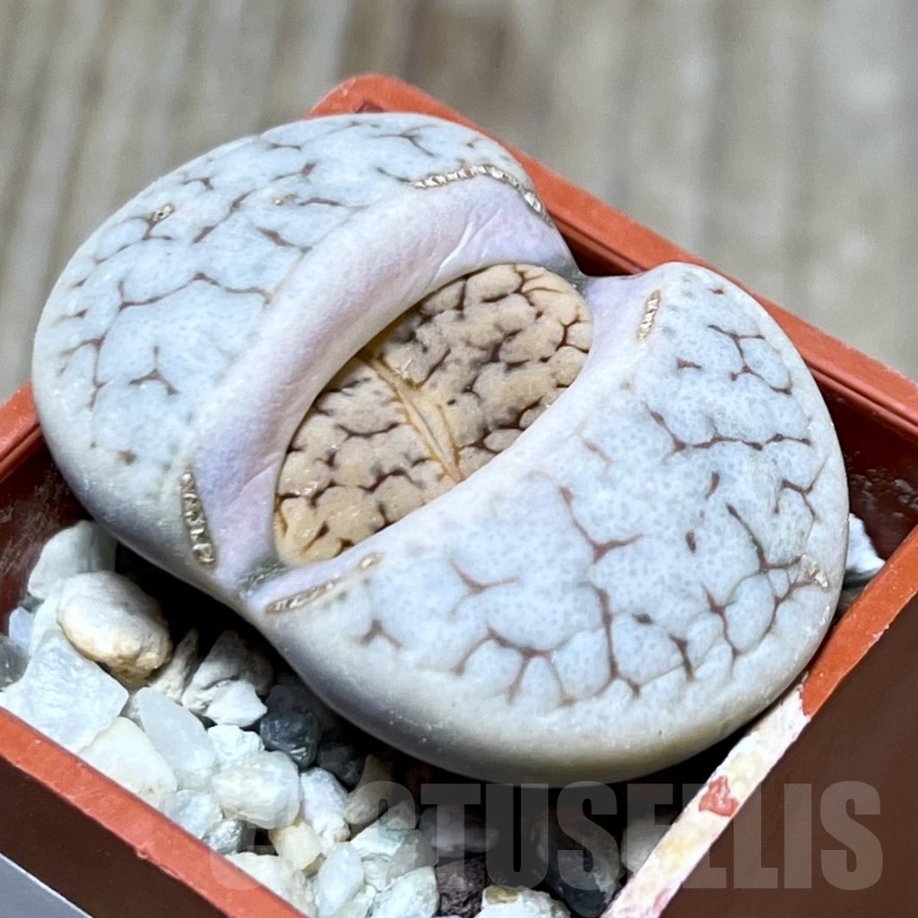 SHPR19124 Lithops gracilidelineata C 309 - Image 2