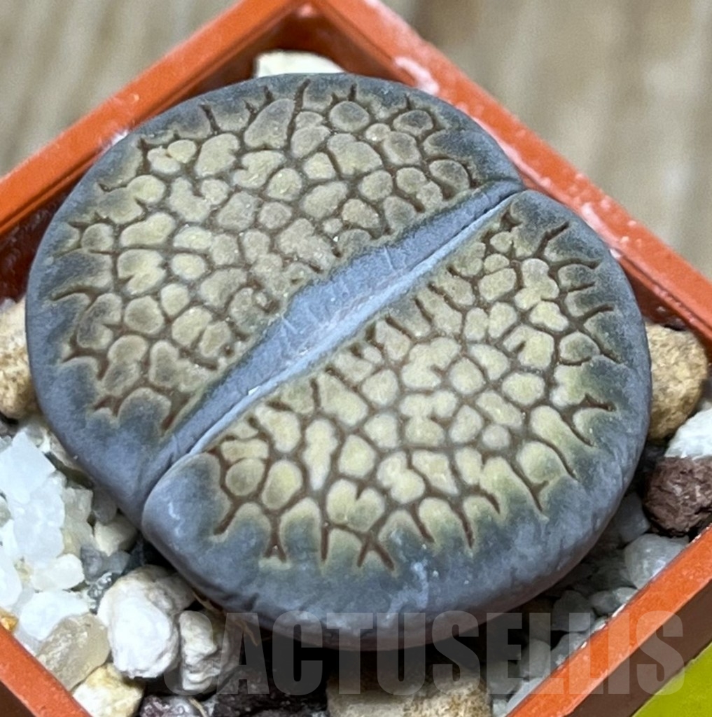 SHPR19126 Lithops hallii L 48-64 ex Neumann - Imagen 2